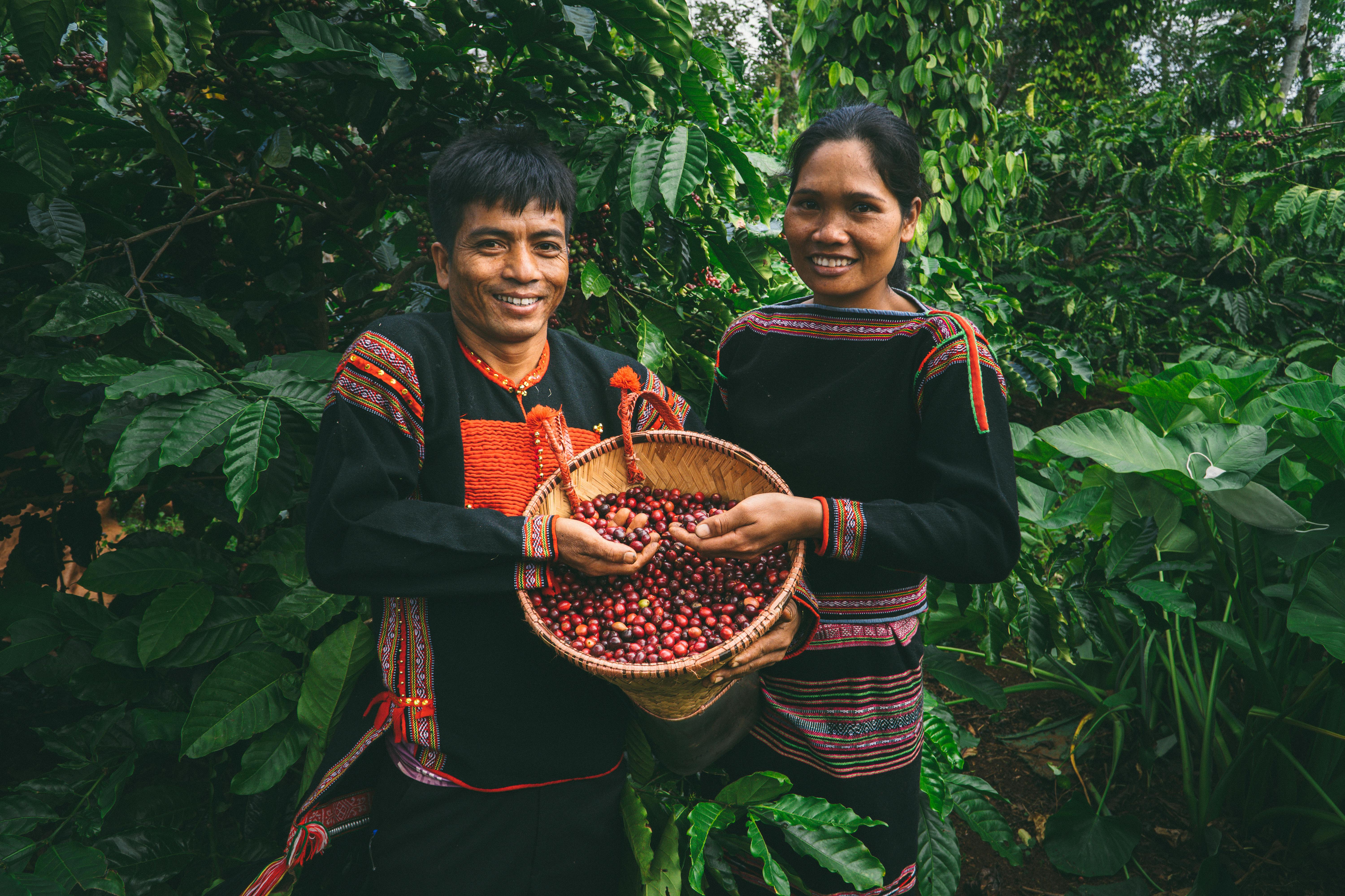 Coffee farmers with freshly harvested coffee cherries