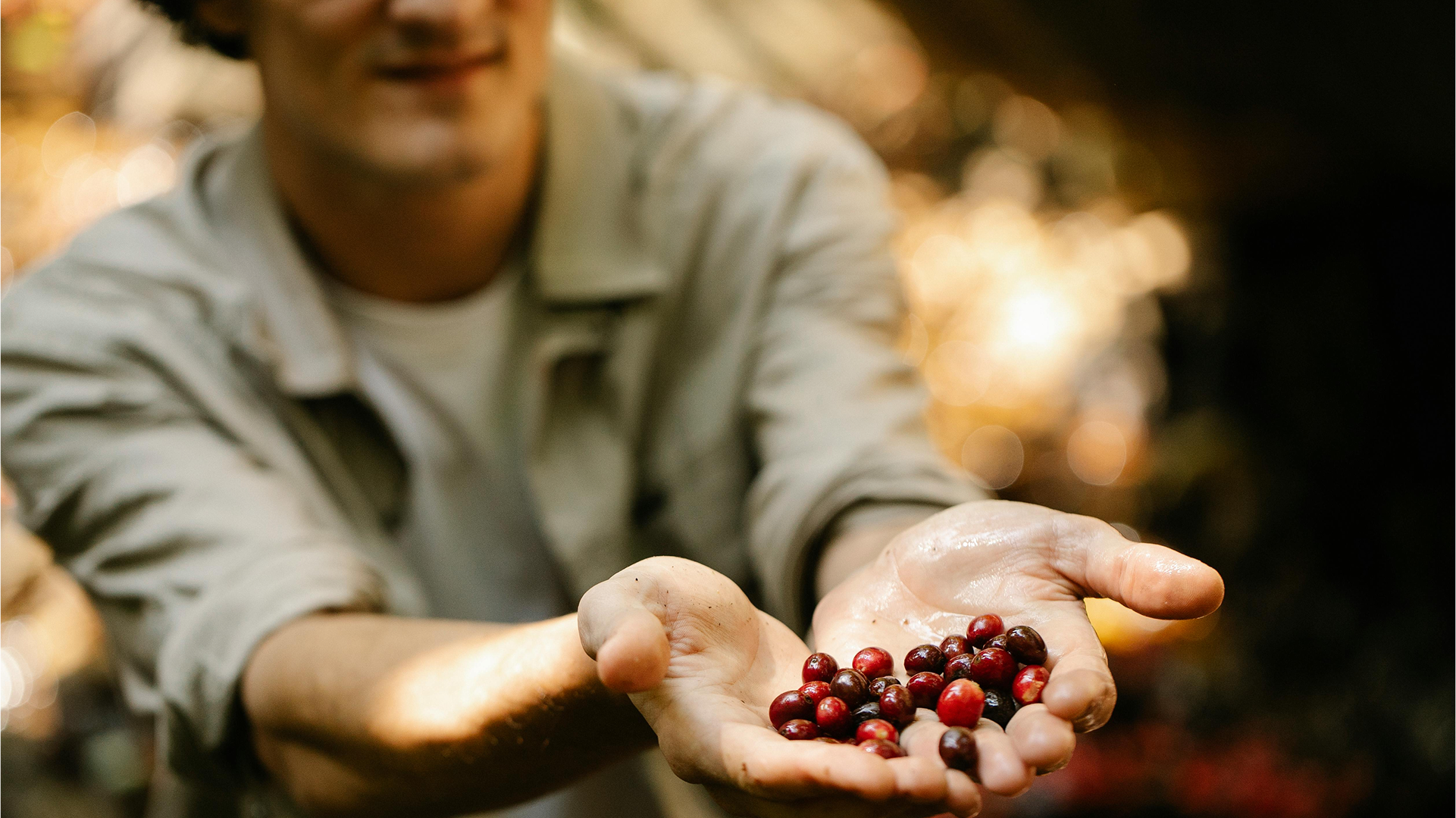 Coffee farmer holding fresh coffee cherries